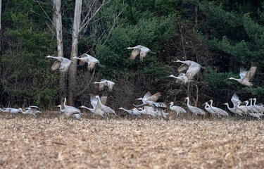 sandhill cranes taking off and ready for takeoff during migration while staging in Minnesota