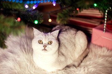 Portrait of adorable white British cat in front of a Christmas tree, close-up, christmas card