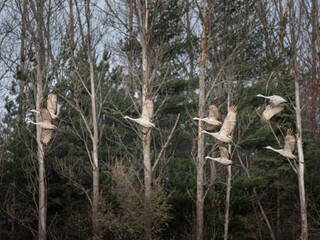 a small flock of sandhill cranes flying near woods during migration while staging in Minnesota