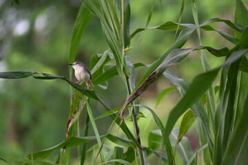 A little plain prinia bird is seen standing on a large leaf in a semi urban area