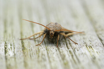 Closeup on a Lunar Underwing owlet moth, Agrochola lunosa sitting on wood