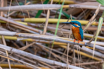 kingfisher on a branch