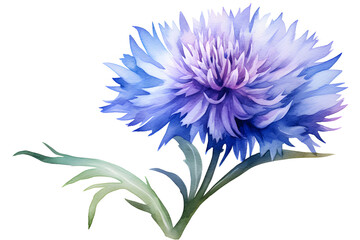 Blue Centaurea flowers. Voloshka plant is a symbol of Ukraine. - obrazy, fototapety, plakaty