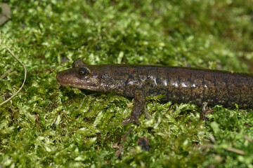 Closeup on a North American blackbelly dusky salamander, Desmognathus quadramaculatus on green moss