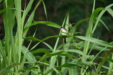 A little ashy prinia bird is seen sitting on a large green long leaf and looking around