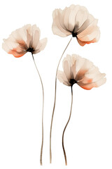 Watercolor beige flowers with long stem isolated on transparent background PNG