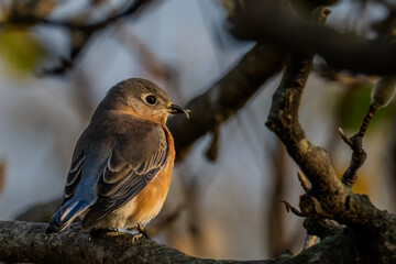 robin on a branch