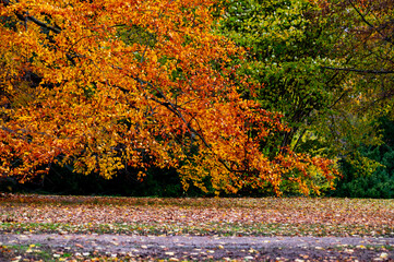 Herbstlich gefärbte Laubbäume