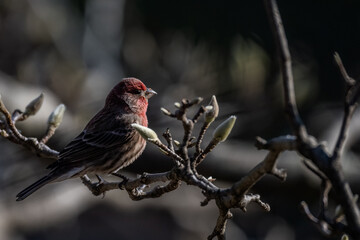House Finch on Branch