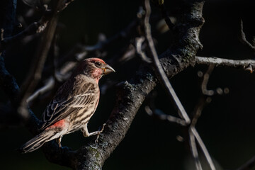 House Finch on branch