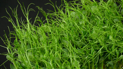 sprouted sprouts of micro pea greens. Vegan Food. Organic Product Microgreens