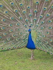 Obraz premium Roue du Paon - parade amoureuse