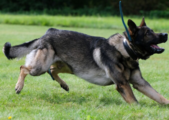 German Shepherd during protection training