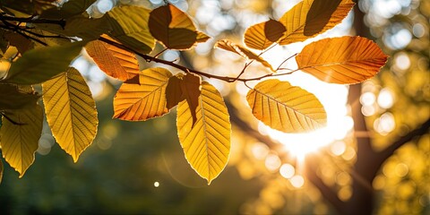 Sunlit Moments - Bright Sunshine Piercing Through Leaves - Warmth Captured in Every Ray 