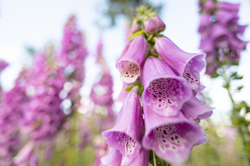 Purple foxglove flowers - wide angle view