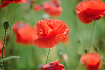Wild flowers of red poppies in nature with beautiful lighting on summer sunny day