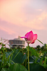 朝の福島潟（新潟県）