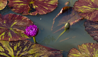 Seerose im botanischen Garten