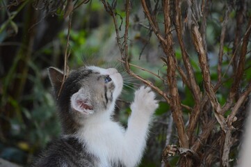 little kitten is playing