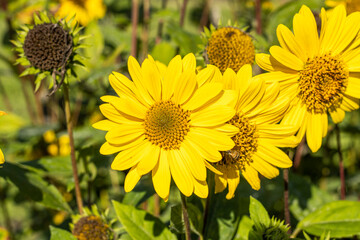 Capenoch Star, Stauden-Sonnenblume