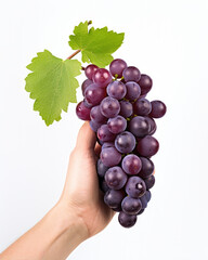 Fototapeta premium hand holding a bunch of grapes next to a green leaf isolated on a white background 