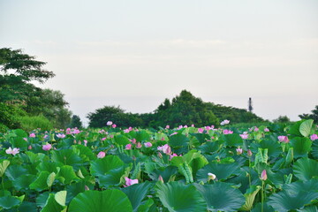 Fototapeta na wymiar 瓢湖のハス　朝景（新潟県）