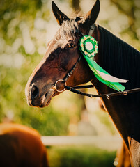 Portrait of a beautiful bay horse with a green rosette on the bridle on a sunny summer day. The...