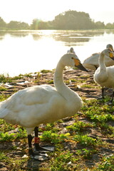 瓢湖の朝（新潟県）