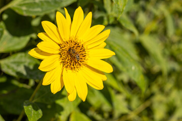 Capenoch Star, Stauden-Sonnenblume