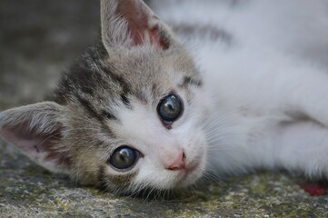 a little kitten with big eyes