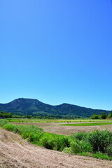 Fototapeta na wymiar 夏の上堰潟公園（新潟県）