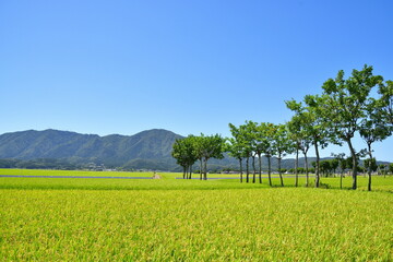 Obraz premium 夏井のはさ木 夏の風景（新潟県）