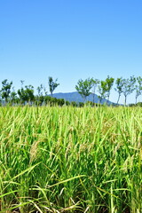 夏井のはさ木　夏の風景（新潟県）
