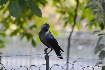 great black jackdaw on the fence