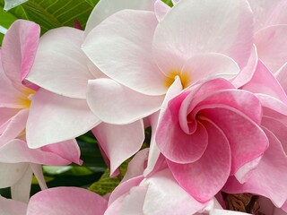 Close up flower pink color 