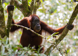 close-up of an adult orangutan moving peacefully through the jungle.