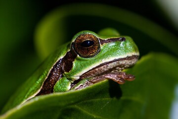 close-up of a European tree frog hiding on a leaf.