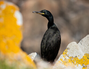 close-up of an adult European shag next to a cliff.
