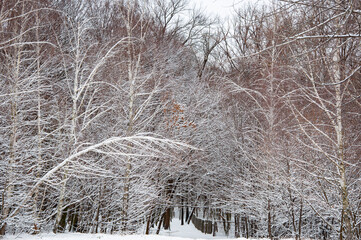 Winter season in the snowy park. Seasonal trees with snow. Natural landscape in winter wonderland....