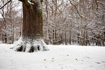 White snowy park outdoor. Winter forest. Nature in winter season. Winter season in the snowy park....