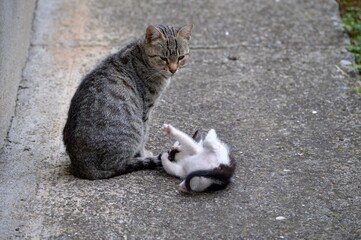 little kitten is playing