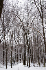 Natural landscape in winter wonderland. Nature landscape in forest. White snow outdoor. Winter forest. Nature in winter season. Winter landscape of snowy park. Seasonal trees with snow