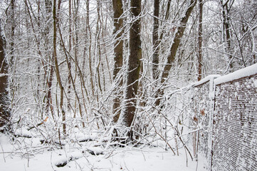 White snow. Winter forest. Nature in winter season. Winter landscape of snowy forest. Seasonal trees with snow. Natural landscape in winter wonderland. Nature landscape in forest