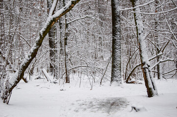 White Xmas snow. Winter forest. Christmas nature in winter. Winter landscape of snowy forest. New year trees with snow. Natural landscape in winter wonderland. Nature landscape in forest