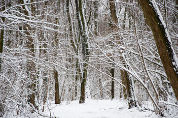 New year trees with snow. Natural landscape in winter wonderland. Nature landscape in forest. White Xmas snow. Winter forest. Christmas nature in winter. Winter landscape of snowy forest