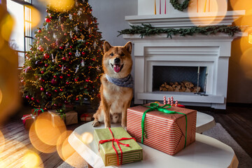 Siba inu red dog in New Year and Christmas time with presents and gift boxes