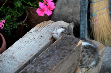 little kitten is sleeping