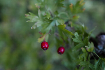 garden plants and berries in eastern Hungary and Ukraine 
