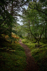 Fototapeta na wymiar forest trail near Loch Ness, Scotland 