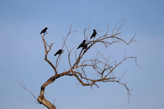 crows on a tree